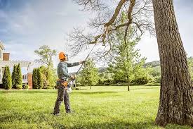 Best Tree Maintenance Programs  in Hillsboro, TX