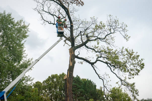 Best Stump Grinding and Removal  in Hillsboro, TX