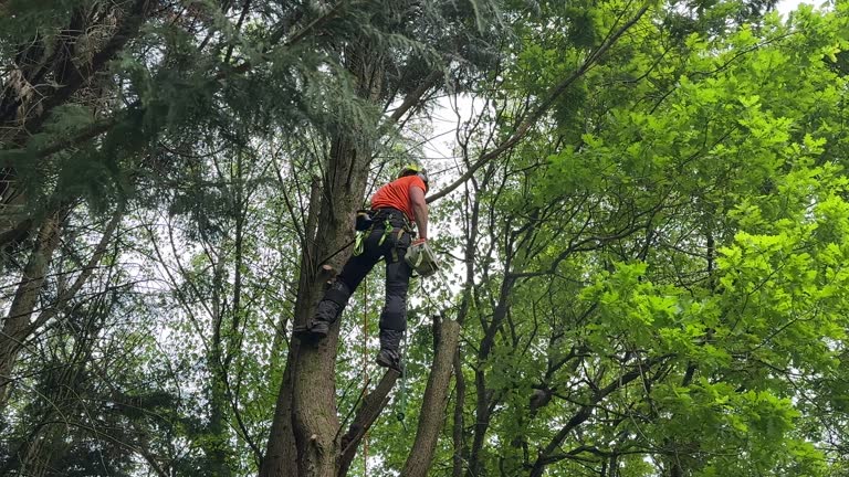 Best Leaf Removal  in Hillsboro, TX