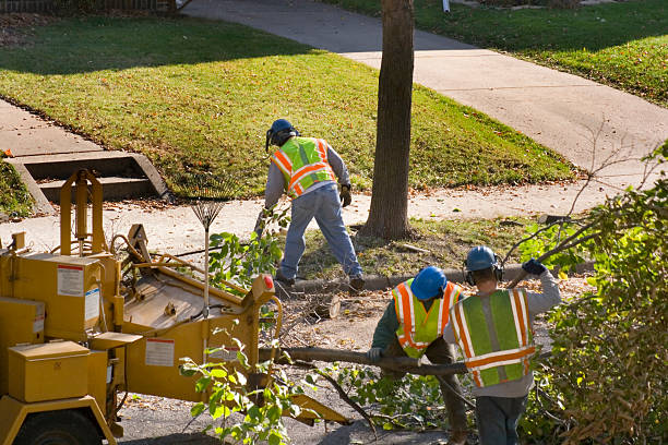 Best Hazardous Tree Removal  in Hillsboro, TX