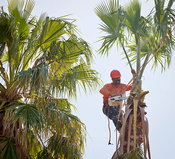 Best Tree Risk Assessment  in Hillsboro, TX