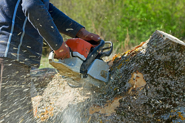 Best Utility Line Clearance  in Hillsboro, TX