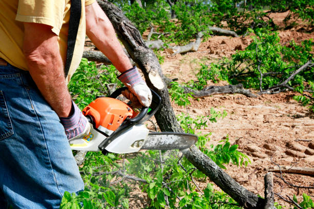 Best Hedge Trimming  in Hillsboro, TX